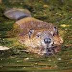 Dane loses to state in appeal case over beaver damage