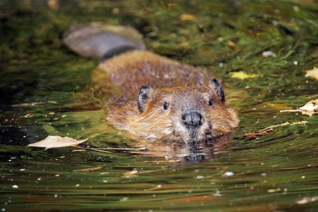 Dane loses to state in appeal case over beaver damage
