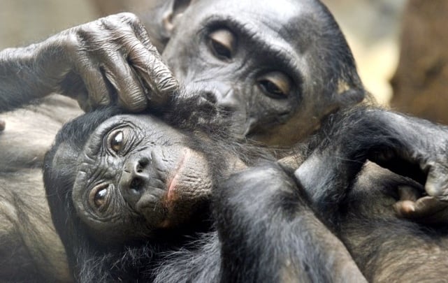 Swiss canton to vote on giving basic rights to primates