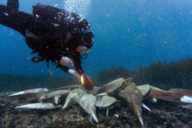 Tiny killer threatens giant clam, aquatic emblem of the Med