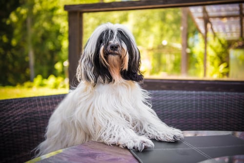 Restaurant near Vicenza welcomes dogs, if they pay a cover charge