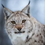 Swedish hunters told they may shoot 67 lynx this year