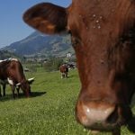 Austrian farmer ordered to pay German widower over fatal cow attack