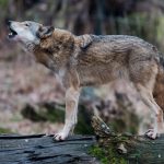 ‘Germany’s most politicized animal’: How wild wolves are causing a stir