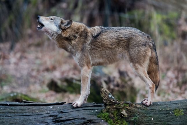 ‘Germany’s most politicized animal’: How wild wolves are causing a stir