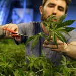 Thousands of Swiss could get ‘cannabis licence’