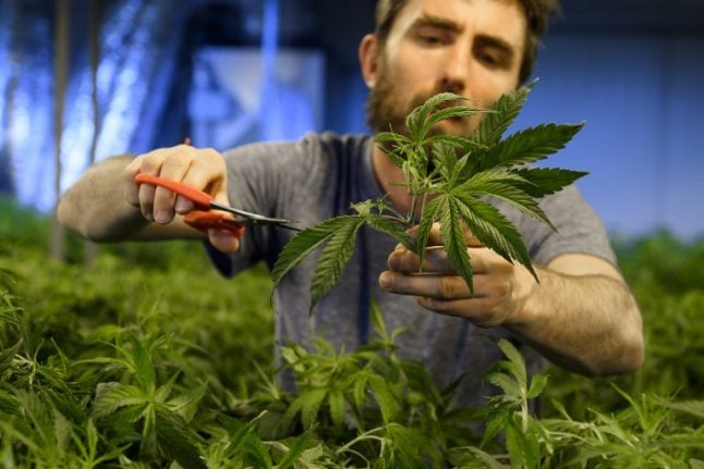Thousands of Swiss could get 'cannabis licence'