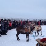 The reindeer race, one of the most popular events at the Jokkmokk Winter Market.Photo: Florence C-Koch