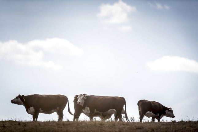 Danish agriculture wants to be carbon neutral by 2050