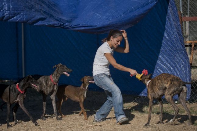 Spain urged to stop ‘torture’ of unwanted greyhounds