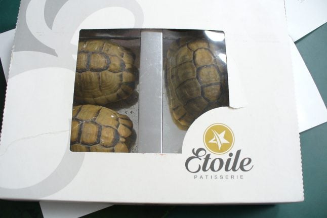 Man tries to smuggle tortoises disguised as desserts through Berlin airport