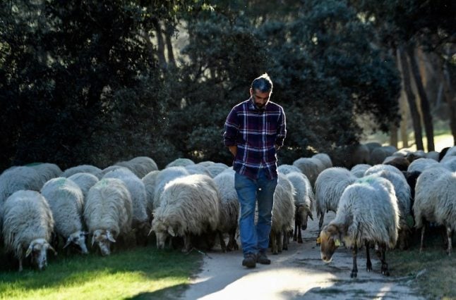 Sheep nibble Madrid's largest park into shape
