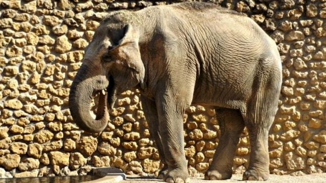 The world’s saddest elephant, dies after 43 years alone in Cordoba zoo