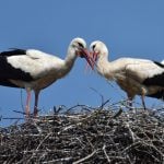 Swiss church turns off bells because of nesting storks