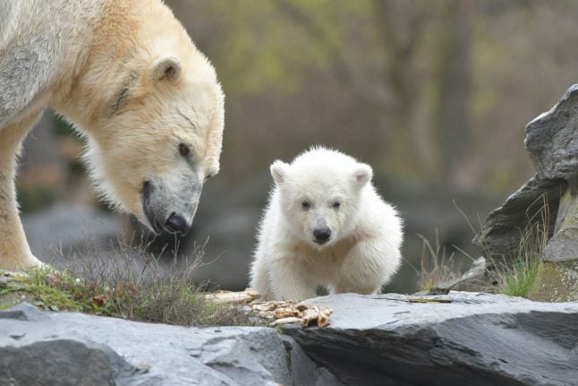 Baby polar bear makes debut at Berlin's Tierpark