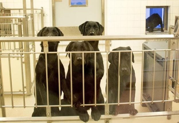 Six dogs put down in Swedish dental trial despite public outcry