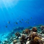 ‘Like the Maldives’: Italy’s first coral reef discovered off the coast of Puglia