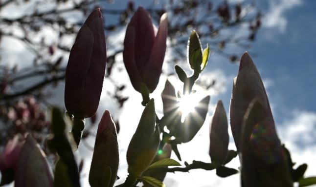 Spring returns: Temperatures up to 20C forecast in Germany