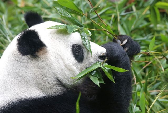 Copenhagen’s first pandas to arrive in April