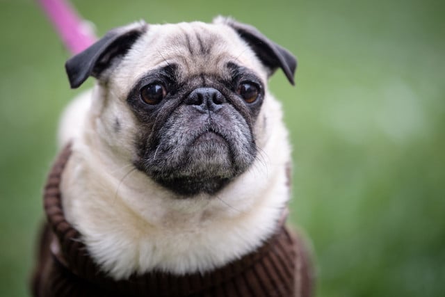 'Pug of war' over dog seized by German city and put on eBay