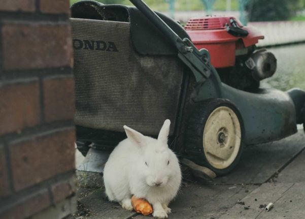 Look past the bunny - it's the mower which tells you spring is here in Switzerland! Image: Viktorya Sergeeva/Pexels.