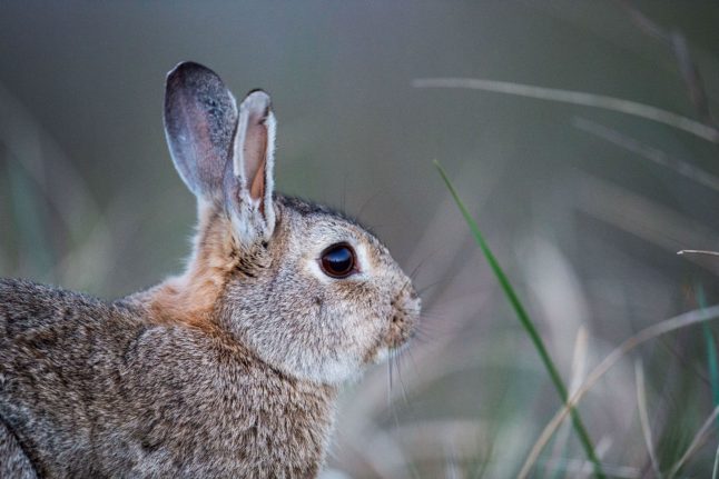 Easter holiday weather: What can Germany expect?