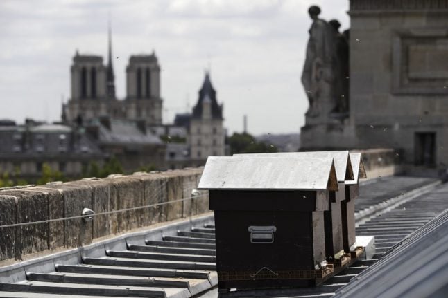 It's a miracle: Beehives of Notre-Dame survive inferno