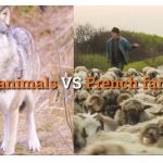 VIDEO: French farmers versus wolves and bears in a battle for their livelihoods