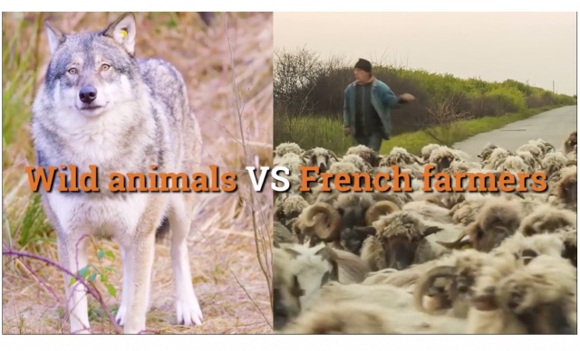 VIDEO: French farmers versus wolves and bears in a battle for their livelihoods