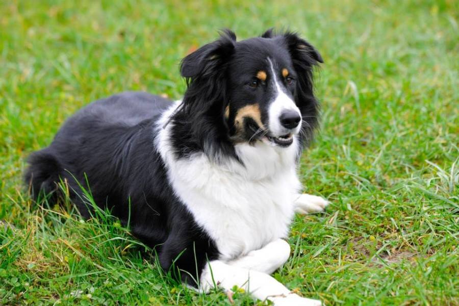 Dog in eastern France saves three-year-old boy from drowning