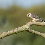 Rarely-seen falcon makes unexpected early visit to Denmark