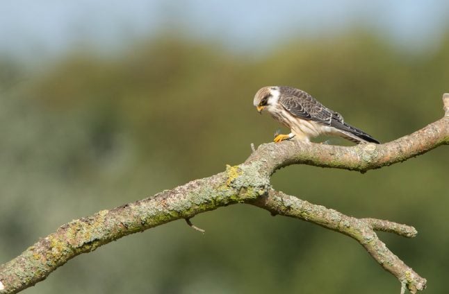 Rarely-seen falcon makes unexpected early visit to Denmark