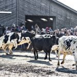EXPLAINED: What is Denmark’s ‘cow spring break’ all about?