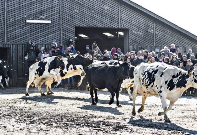 EXPLAINED: What is Denmark's 'cow spring break' all about?
