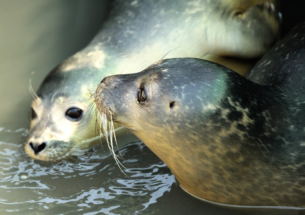 Seals found shot and decapitated on beaches in northern France