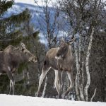 Slow TV project follows Sweden’s elk for 450 hours