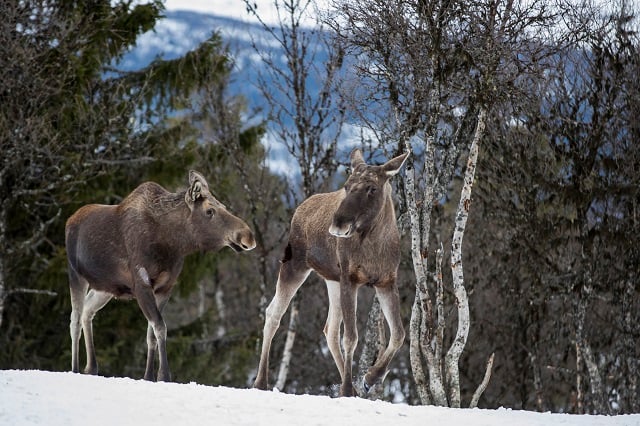 Slow TV project follows Sweden's elk for 450 hours