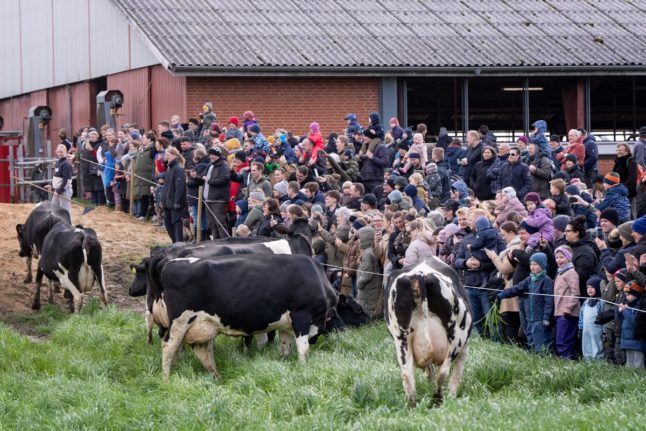 EXPLAINED: What is Denmark’s ‘dancing cow day’ all about?