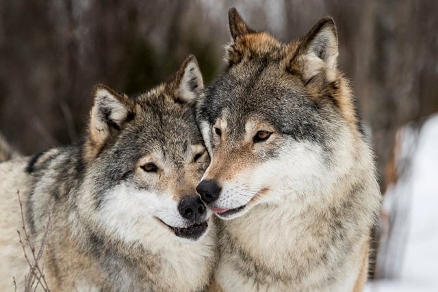 New study reveals the origin of Sweden's wolves