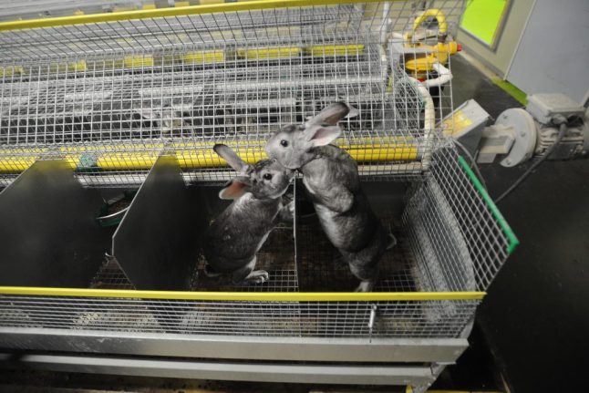 Norway to ban fur farms by 2025