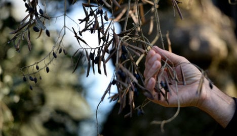 'No cure' for deadly disease ravaging Italy's olive trees