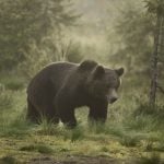 Swedish couple film bear attacking full-grown elk
