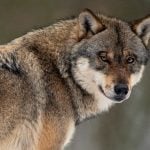 Who’s a good boy? Wolves, not dogs, according to this Austrian study