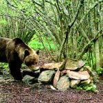 This horse-killing bear is causing ‘lots of concern’ in Spain and France