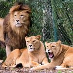 ‘A miracle’: Zookeeper lucky to be alive after lion attack near Hanover