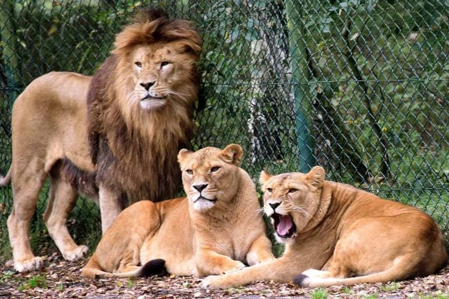 'A miracle': Zookeeper lucky to be alive after lion attack near Hanover