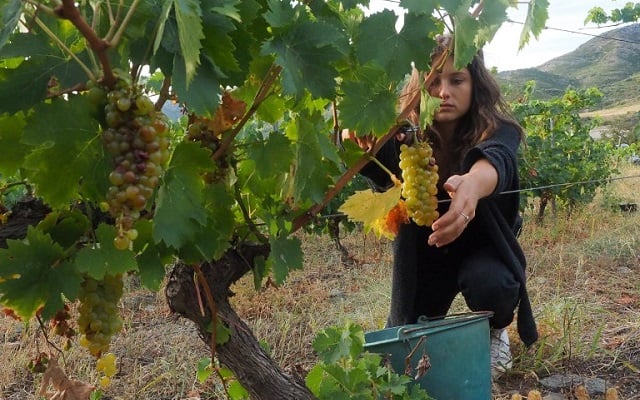 How France is fighting to save its struggling wine industry