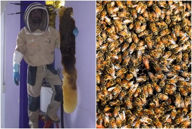 Spanish couple spends two years living with 80,000 bees in their bedroom wall