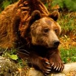 Spain and France call urgent meeting to decide fate of sheep-killing Pyrenees bear