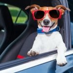 What you need to know about travelling between the UK and France with your dog